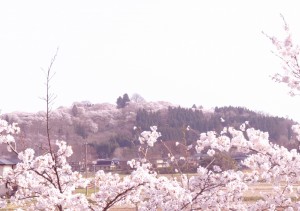 境内からピンク色に染まっている城山公園をのぞむ。