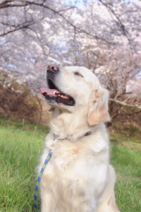 野々子、桜の香りにウットリしている