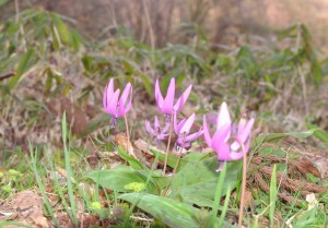 春の妖精、「カタクリの花」