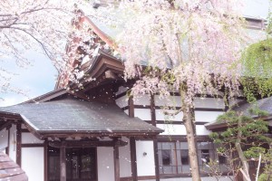 本堂も桜吹雪に包まれます