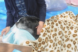 寝たきりのラブのマコちゃん(17歳)も、気持ちよさそうです
