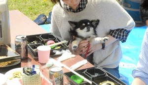 チワワのハチちゃん、飼い主さんにベッタリです