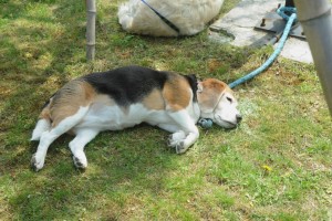 くーちゃん、食べて寐るのがお仕事です