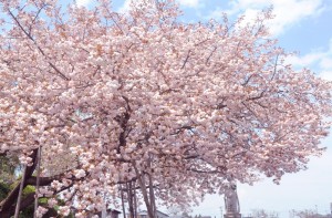 満開の八重桜が見頃です