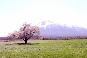 上坊牧野の一本桜。残雪の岩手山を背景に絶好の撮影スポットです