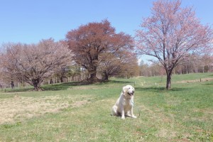 野々花の後方にある寄り添うような桜が夫婦桜です