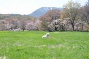サクラをバックに一休み