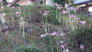 例年ですと、お盆に入ると咲く夏ズイセンです、今年は送り盆に咲き始めました。