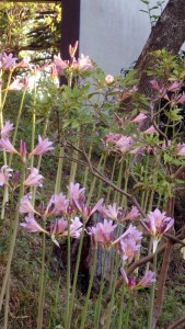 猛暑のせいで、開花が遅れたのでしょうか。それでも、仏さまを送る16日に間に合って良かったです。