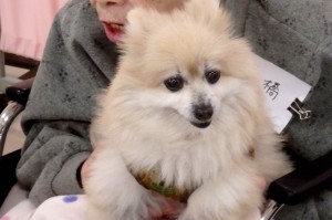 新会員のワンちゃん、ポメのちょこちゃん。フサフサの毛で癒やします。
