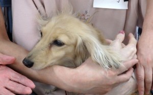 おとなしいダックスのモグモグちゃん。人もワンちゃんも幸せ。