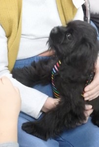 ニューフエース;A・コッカー・スパニエルのすみれちゃん。じっと見上げる瞳がいじらしい。