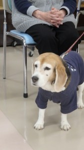 老犬のクーちゃん。いつもは昼寝の時間なのに!眠たいお顔です。