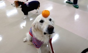 お正月の餅飾り