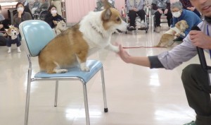 芸達者のコーギーのミミちゃん。タッチです。