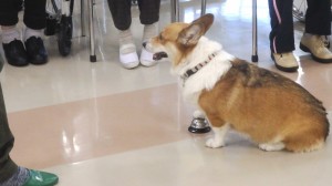 器用に呼び鈴を鳴らします。