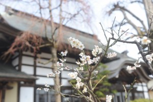 最初に梅の花が春をつげます