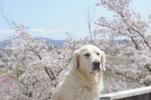 桜をバックに野々花