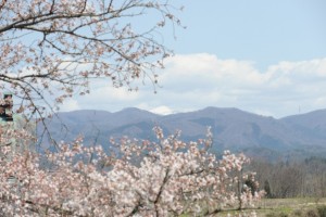 遠くに早池峰山が見えます