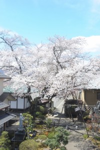 山門にかかるソメイヨシノ。境内の桜では一番の枯木です