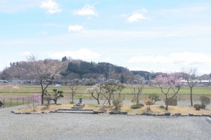 永代供養庭園墓地も花が見ごろです