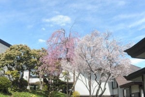 本堂と会館を結ぶ廊下の桜