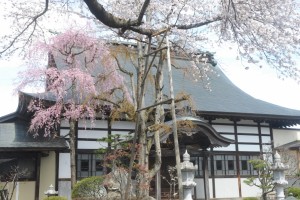 境内のしだれ桜