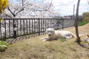 春の陽射しでノビノビする