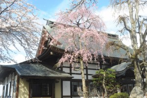 ピンクの花が本堂屋根に映える