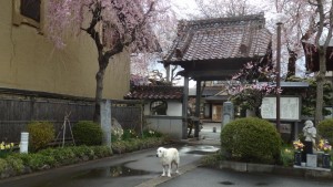雨上がりの山門前。野々花のお出迎え。