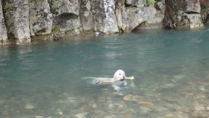 気持ちよさそうに、泳ぎを楽しんでいます