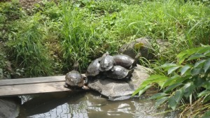 甲羅干ししているカメ。乗られても、押しのけられてもケンカはしません。