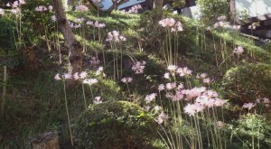 本堂裏の夏スイセンの群生。花言葉は「深い思いやり」