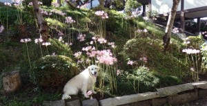 野々花も涼を求めて
