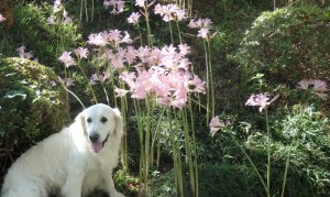 野々花も8月で5才となりました
