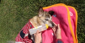 水も自分では飲めないのです