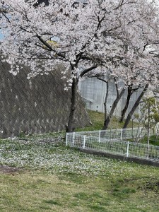 桜の木の下に散った花びら。