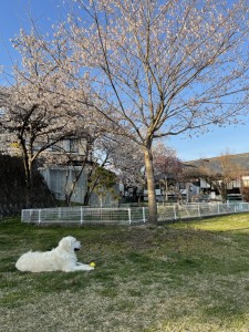 寄贈された時は2メートル位でしたが、8年近く経ち、数メートルに成長しました。