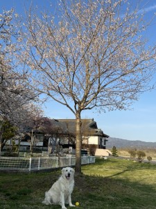 月日が経つのは早いですね。復興桜は順調に生育したが、野々花は成長したのかな?