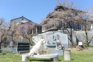 ペット供養塔の周りも花盛り。野々花はおまけ。