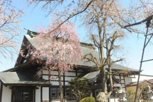 本堂前のしだれ桜