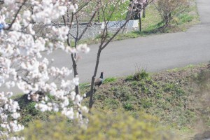 キジも花見に飛来したのかな?