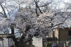 桜花が山門を埋め尽くします