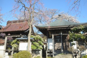 観音堂前のしだれ桜