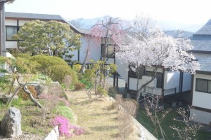 本堂と会館をつなぐ廊下前の桜