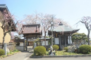 山門の桜