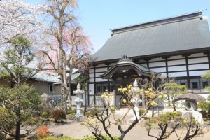 サンシュユの黄花との対比がきれいです
