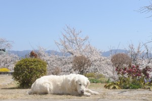 野々花 ひねもすのたり