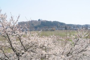 遠くに見える城山公園の桜も色づいてきました