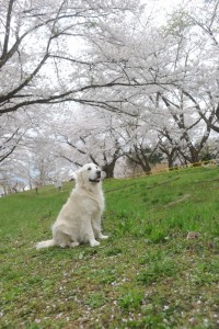 頂上への途中で その3
